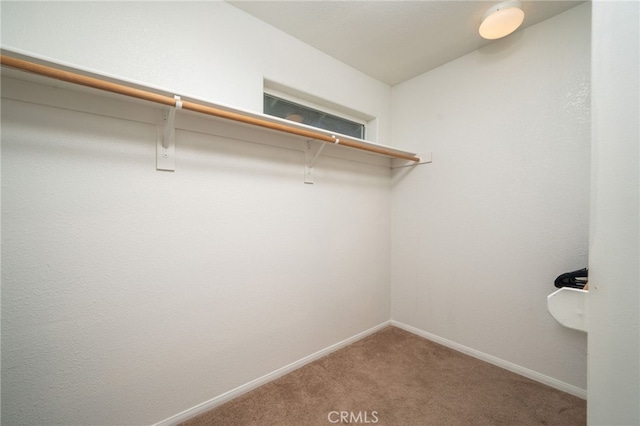 spacious closet with carpet