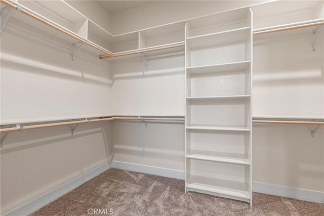 walk in closet featuring carpet floors