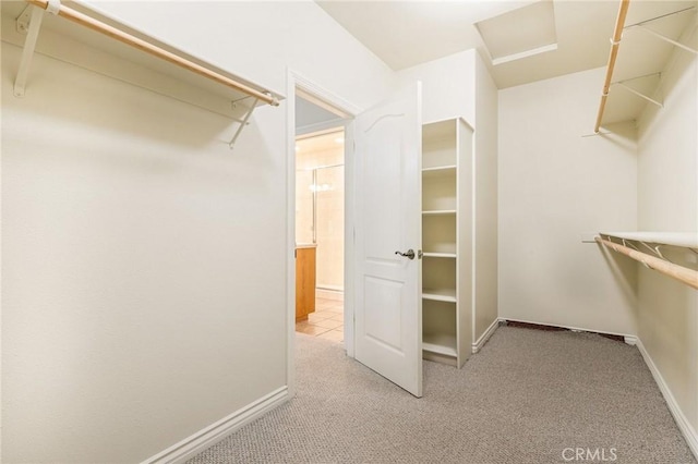 walk in closet featuring attic access and carpet