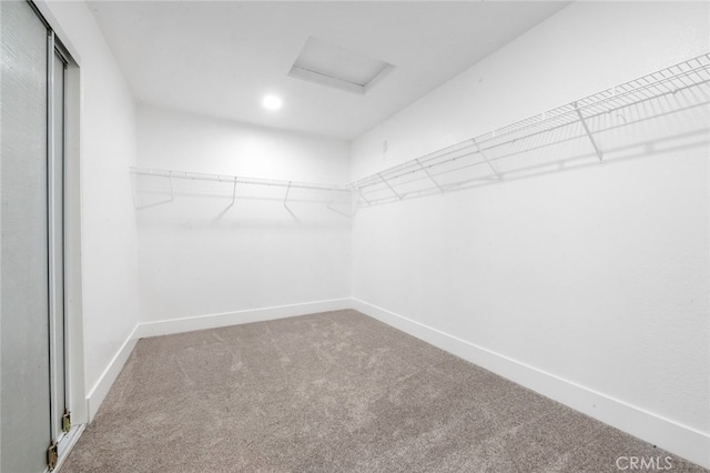 spacious closet featuring carpet flooring