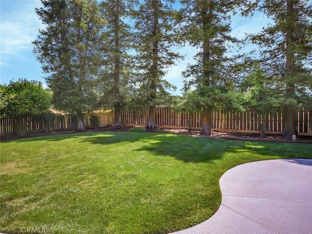 view of yard featuring a patio area