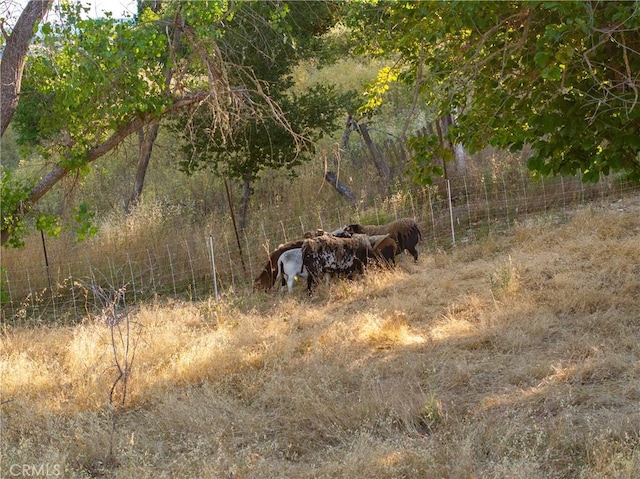 view of local wilderness