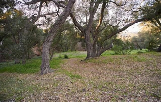 view of local wilderness