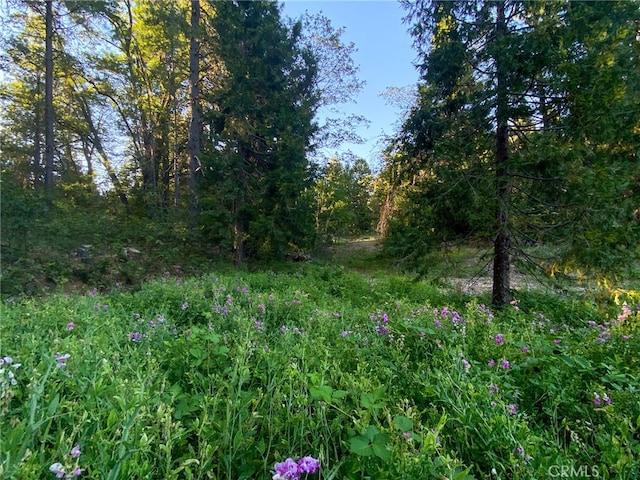 view of nature