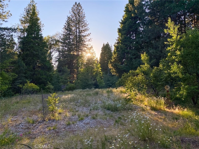 view of local wilderness