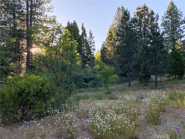 view of local wilderness