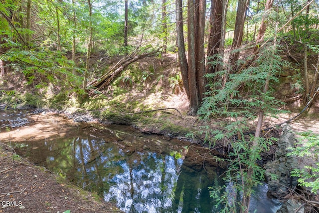 view of local wilderness