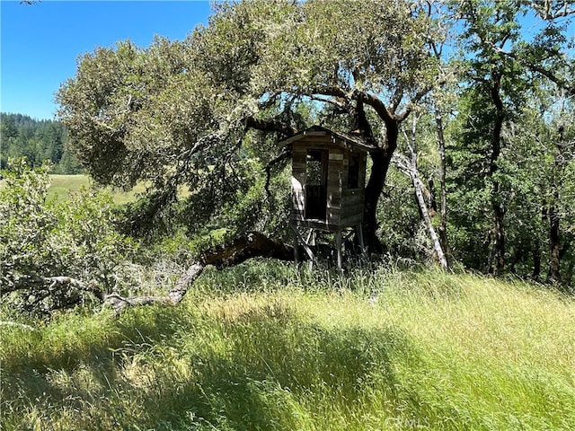 view of local wilderness