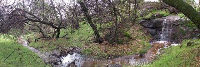 view of local wilderness