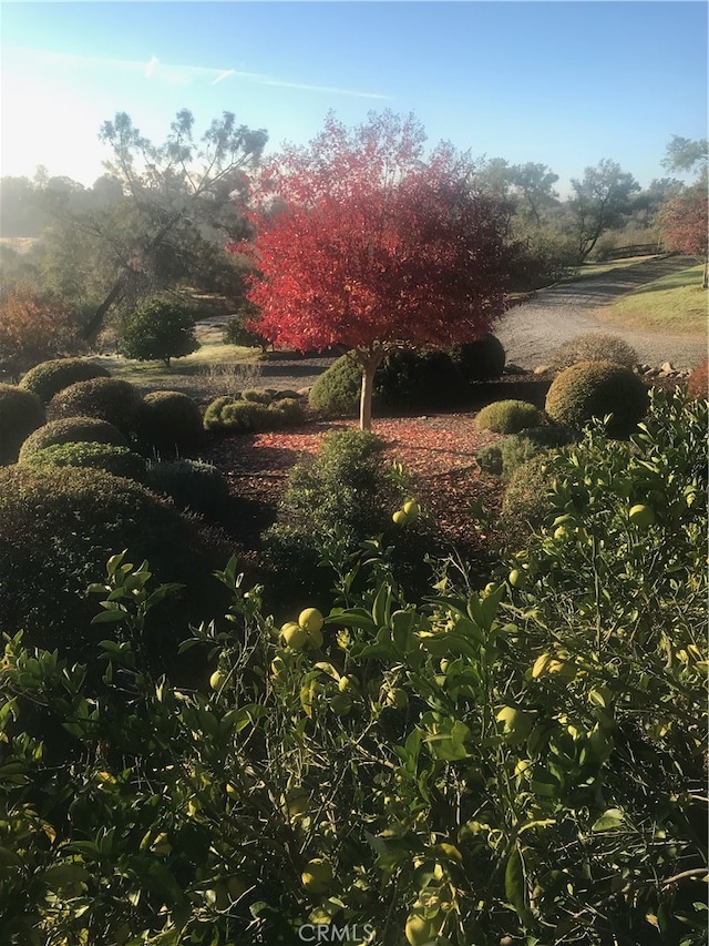 view of yard featuring a rural view