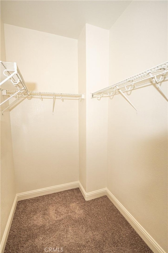 spacious closet featuring carpet floors