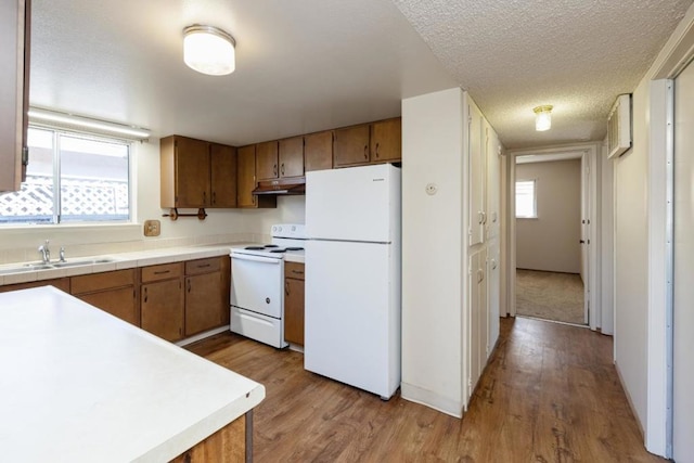 kitchen featuring sink, white appliances, a wealth of natural light, and light wood-type flooring