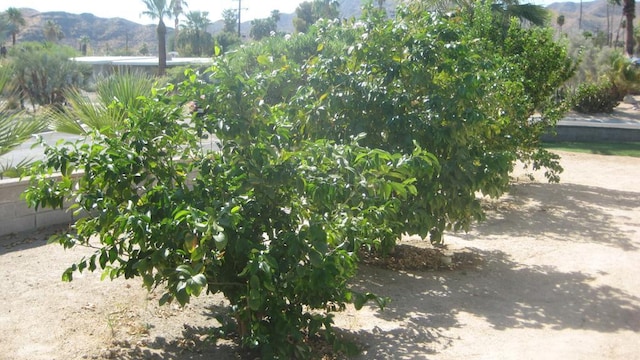 view of yard featuring a mountain view