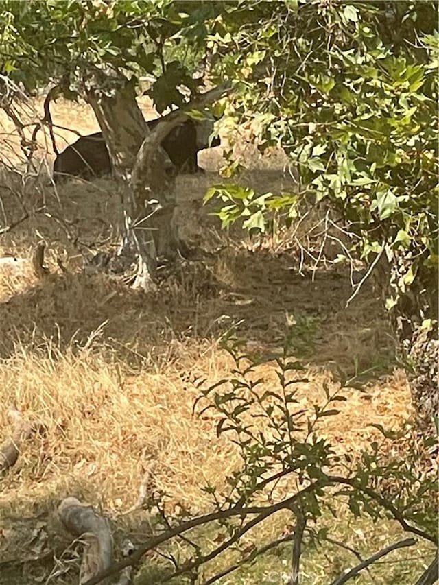 6009 Elwood Rd, Sanger, CA 93657 - view of local wilderness
