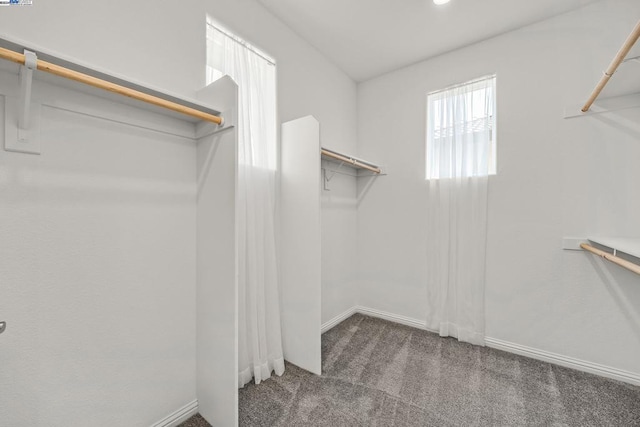 walk in closet featuring carpet flooring