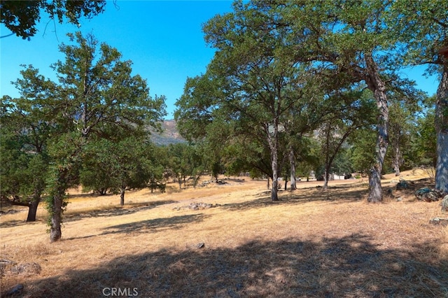 view of local wilderness