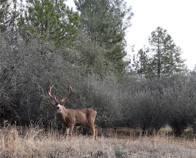 view of local wilderness