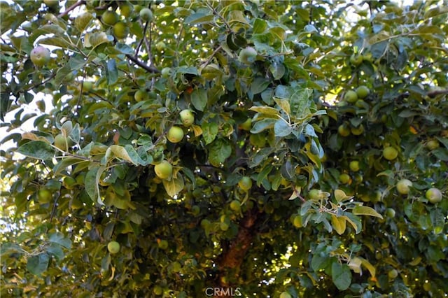 view of nature