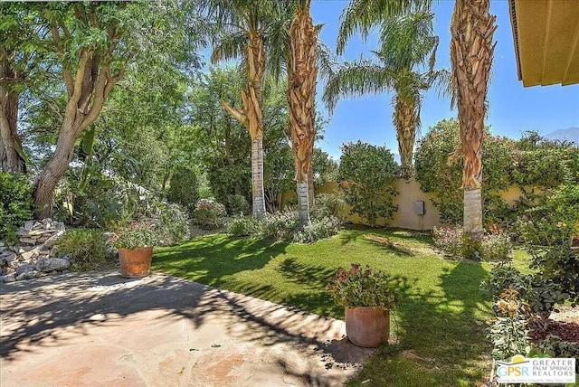 view of yard featuring a patio