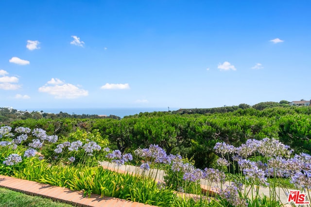 view of local wilderness