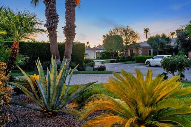 view of yard at dusk