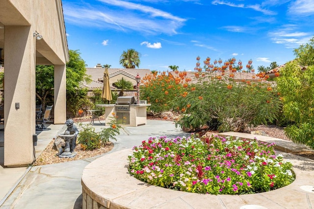 view of yard with a patio and area for grilling