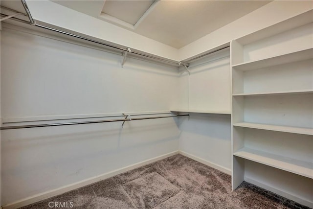 spacious closet featuring carpet flooring