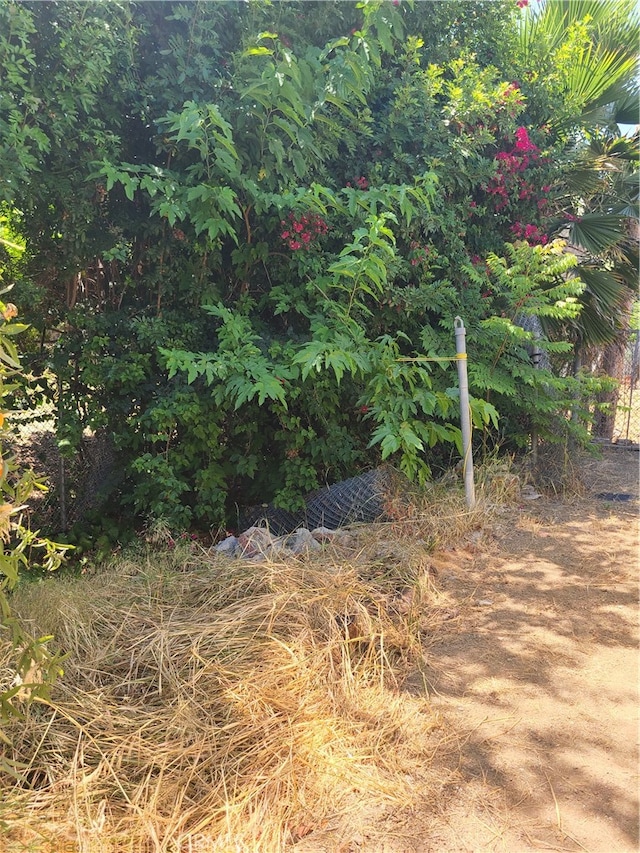 view of local wilderness