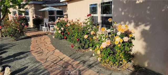 view of yard featuring a patio