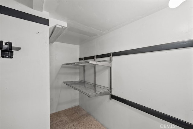 spacious closet featuring carpet