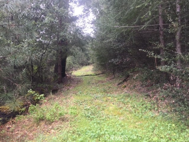 view of local wilderness