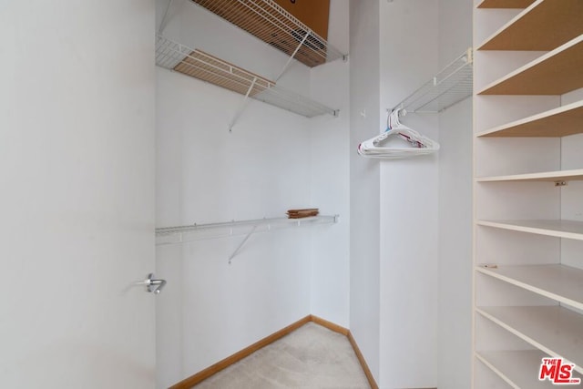 spacious closet featuring carpet flooring