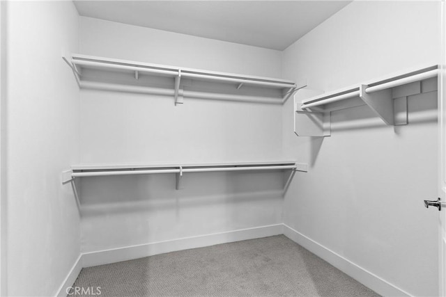 spacious closet with carpet