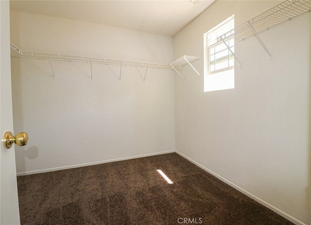 walk in closet with dark carpet