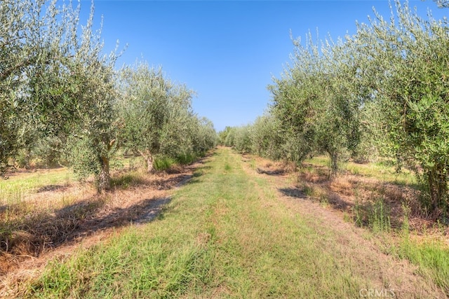 view of landscape featuring a rural view