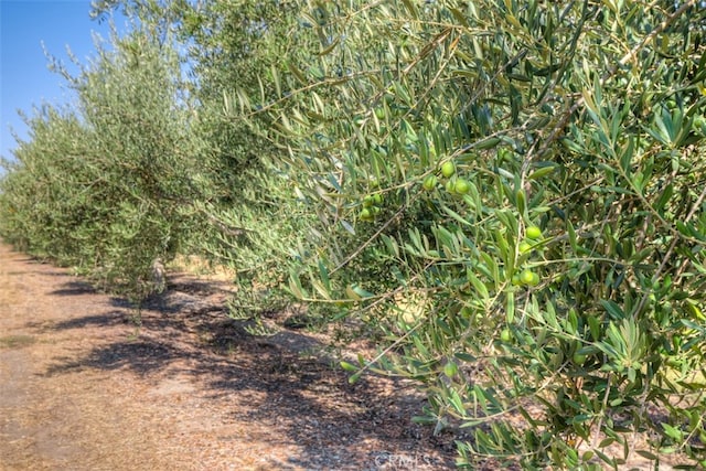 view of local wilderness