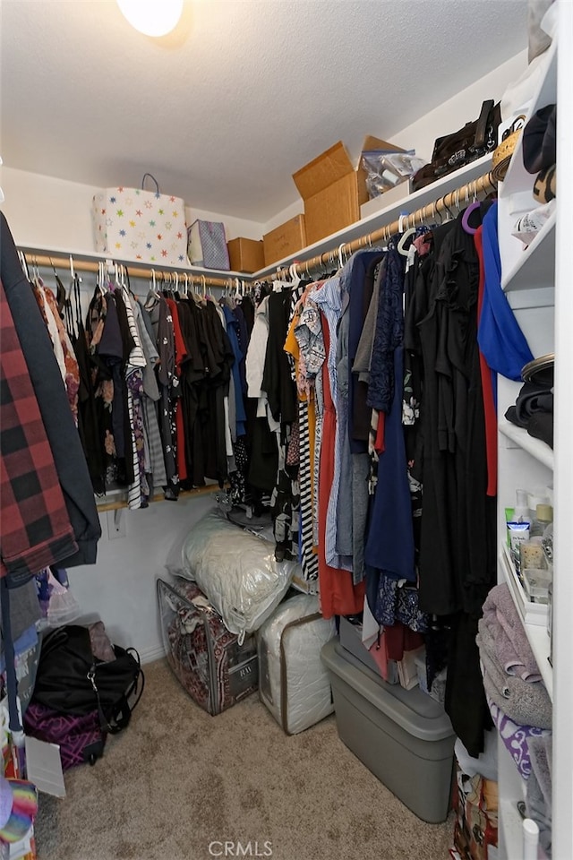 spacious closet featuring carpet