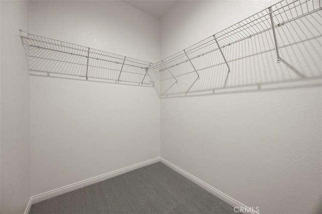 walk in closet with carpet floors