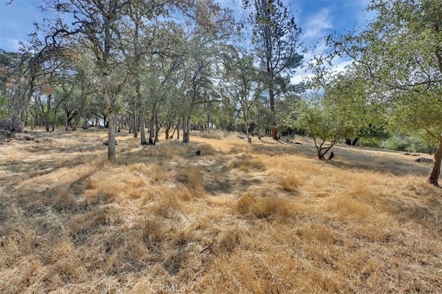 view of local wilderness