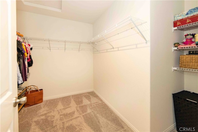 spacious closet featuring carpet flooring