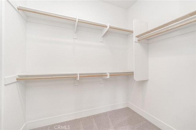 walk in closet featuring carpet floors