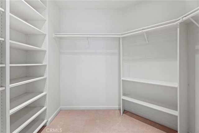 walk in closet featuring carpet flooring