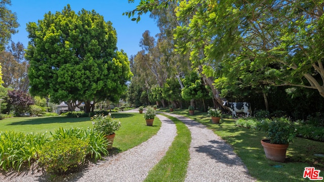 view of community featuring a lawn