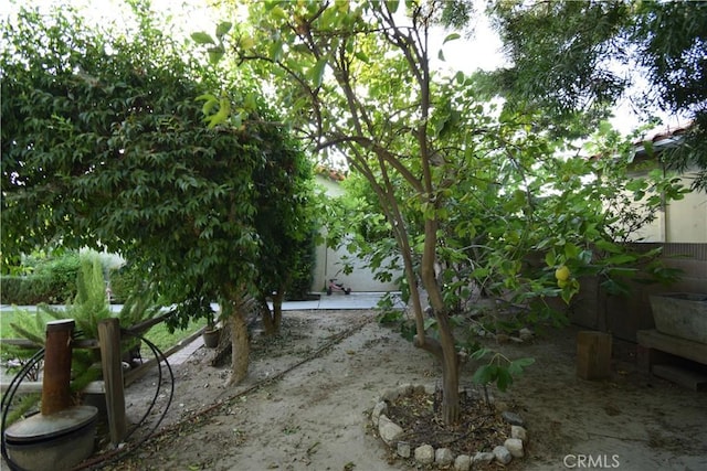 view of yard featuring a patio area