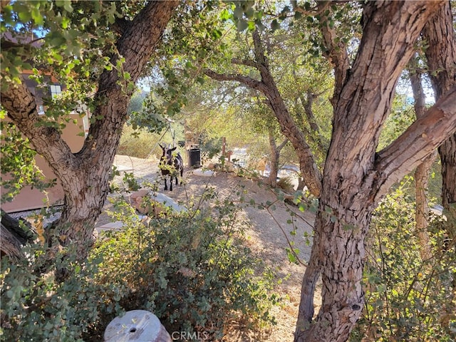3131 Whispering Pines Rd, Wrightwood, CA 92397 - view of yard