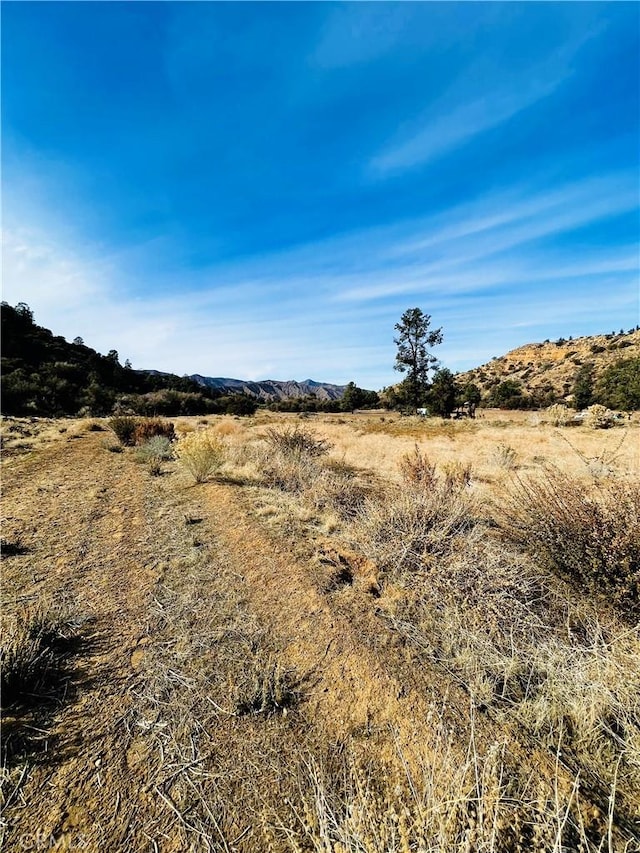 view of local wilderness