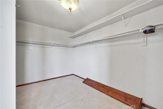 walk in closet featuring carpet flooring