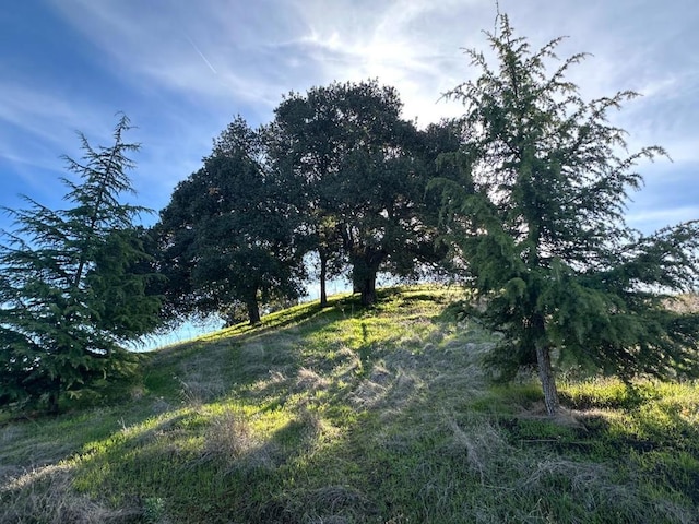 view of local wilderness