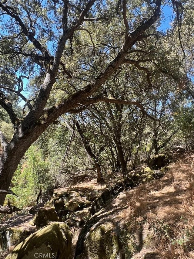 view of local wilderness