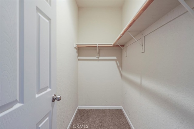 spacious closet featuring carpet flooring